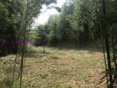 新竹縣北埔鄉北埔休閒地250林地 新竹縣北埔鄉北埔休閒地250林地